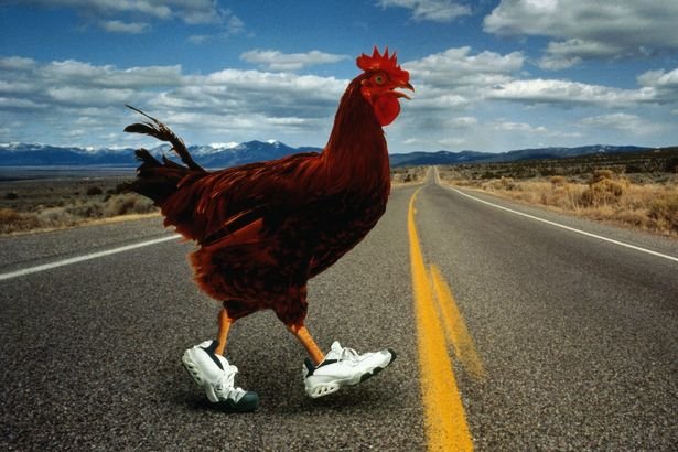 Descubre el Entusiasmo en la Ruta del Pollo en España