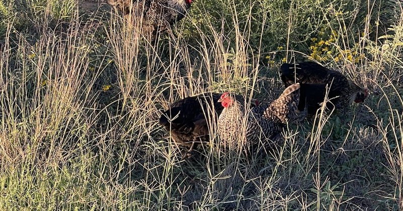 Descubre el Juego de azar más Emocionante en la Ruta de Pollo en España - overview